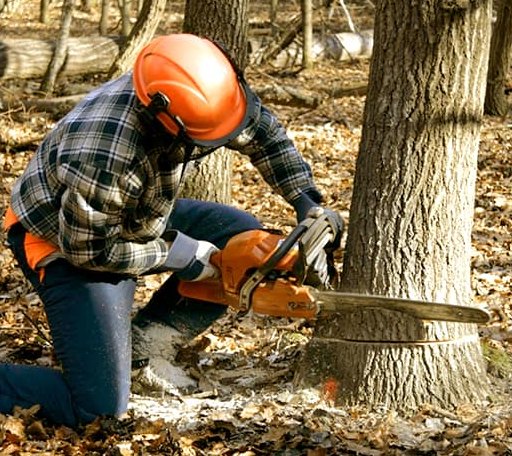 Tree Removal in Bushkill, PA